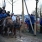 ganzenrijden nieuwe gans Berendrecht -23