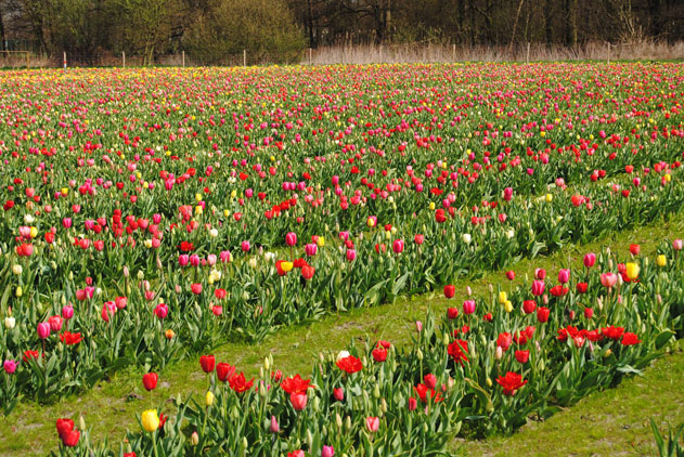 tulpenpluk