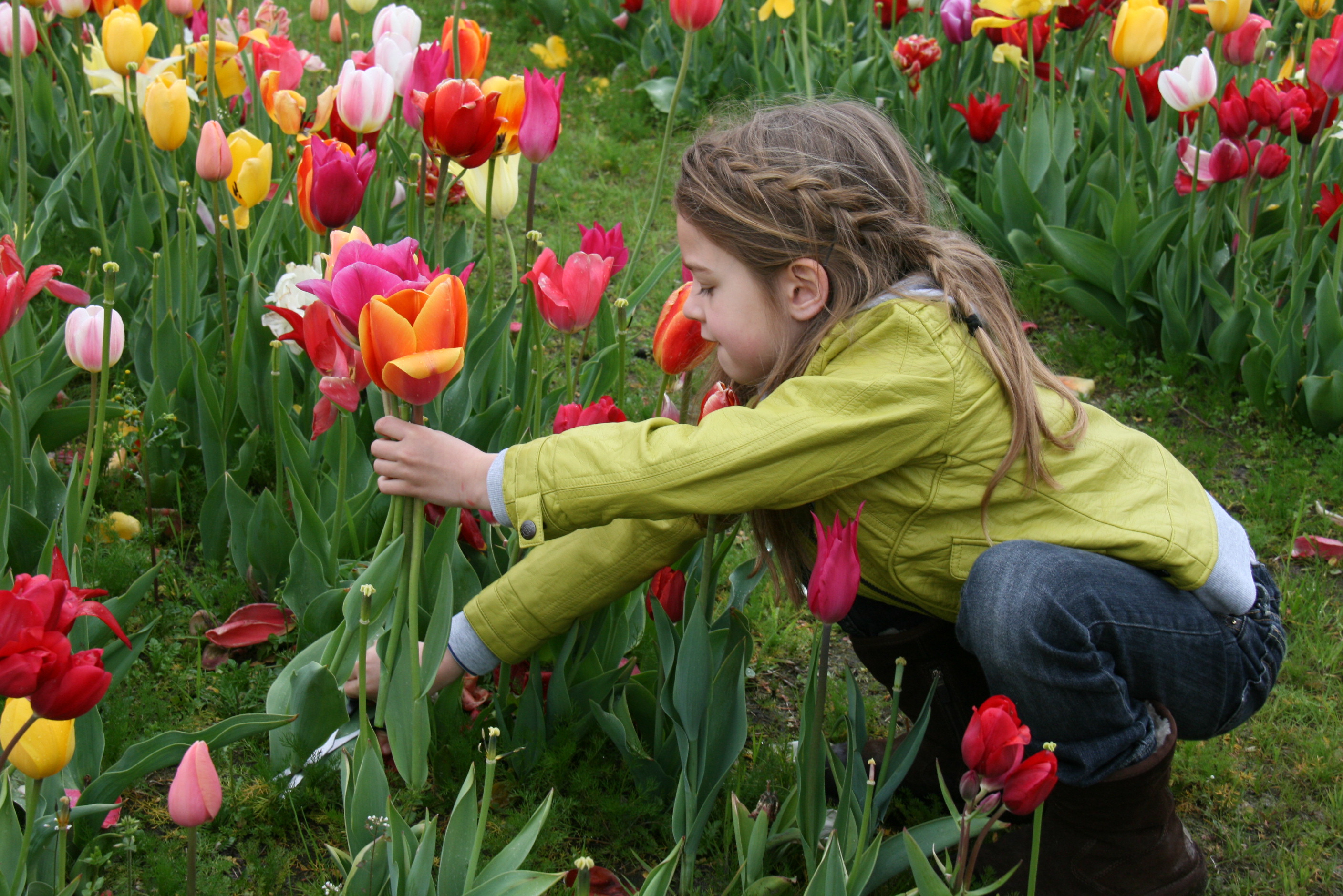 Er zullen aan de Bomenbank in Berendrecht weer tulpen kunnen geplukt worden 