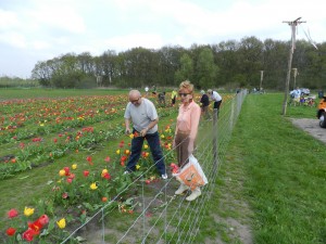 De laatste tulpen werden vrijdag 3 mei geplukt