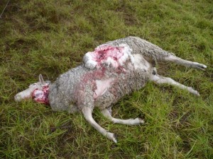 Een van de drie schapen die bij Louis De Lie in Zuid-Afrika werd doodgebeten door een luipaard. (zie verder in ons volgende Magazine)