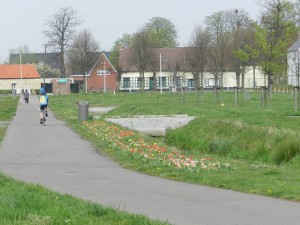 Bloeiende tulpen aan de ingang van Berendrecht voorbij 't Gat van de dijk'.