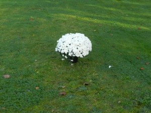 De pot met chrysanten staat eenzaam te midden van het grasveld op het kerkhof van Berendrecht, waar de stoffelijke resten van Lillonaren rusten. 