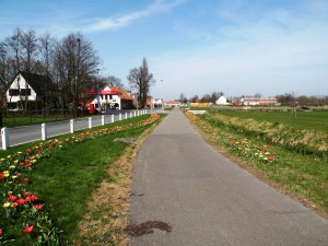 De Antwerpsebaan ter hoogte van het tulpenveld ieder jaar in bloei en kondigt zo de komst van de tulpen aan op het veld ernaast tegenover de bomenbank.