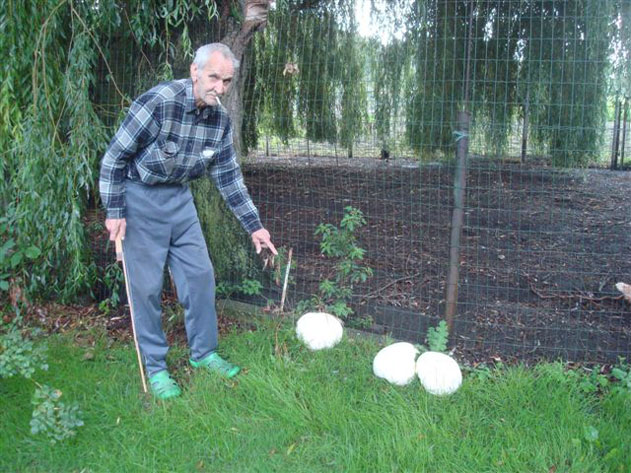 reuzen paddestoel