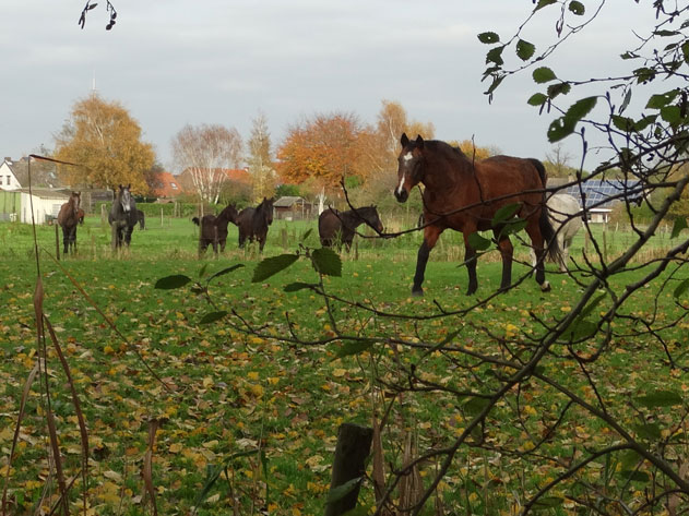 berendrechtse dijk