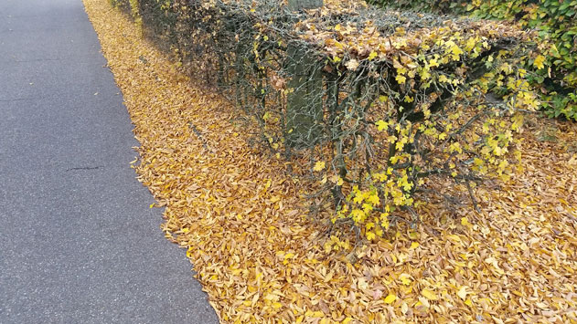 vallend bladeren