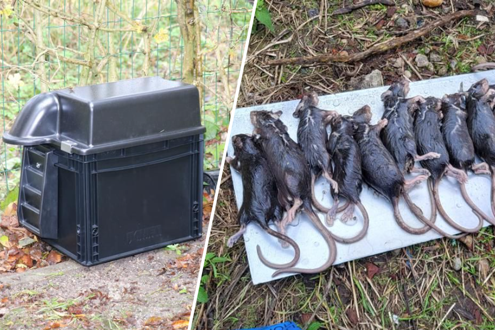 Sharee Ratten Gemeente Stabroek bestrijdt ratten met slimme vallen die je kunt ...