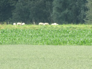 Landbouw en veeteelt is ook natuur. De Opstalpolder mag volgens schepen Van de Velde niet verdwijnen. En zeker niet onder water gezet worden.